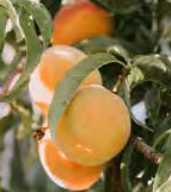 Peach ‘Golden Queen’ - Fruiting Peach
