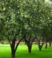 Peach ‘Garden Annie’ - Fruiting Peach