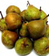 Pear ‘Winter Nellis’ - Fruiting Pear
