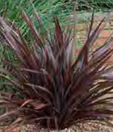 Phormium ‘Purpurea’ - Purple Mountain Flax