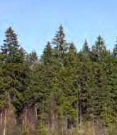 Picea Abies - Norway Spruce