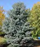 Picea Pungens Baby Blue