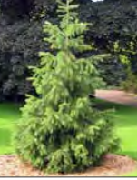 Picea Smithiana