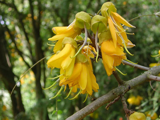 Sophora Microphylla - South Island Kowhai
