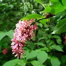 Syringa Komarowii - Nodding Lilac
