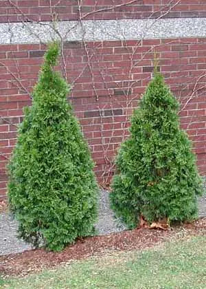 Thuja Occidentalis Smaragd - Emerald Cedar
