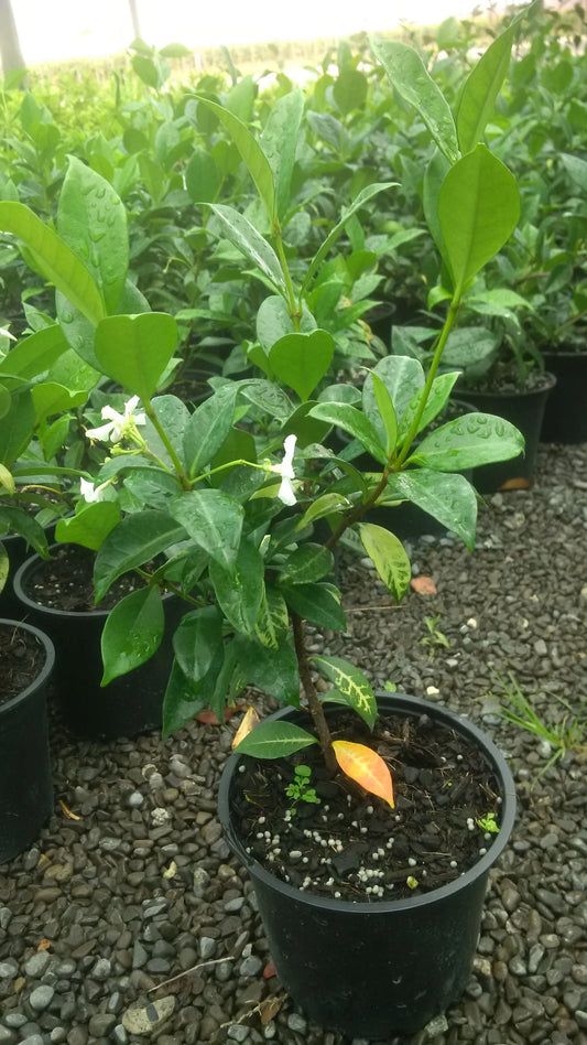 Trachelospermum Jasminoides - Star Jasmine