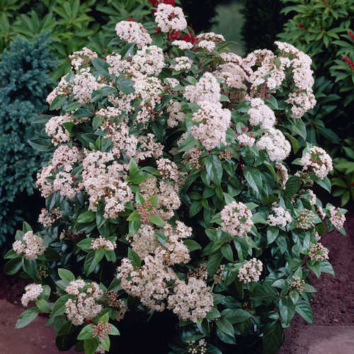 Viburnum Eve Price