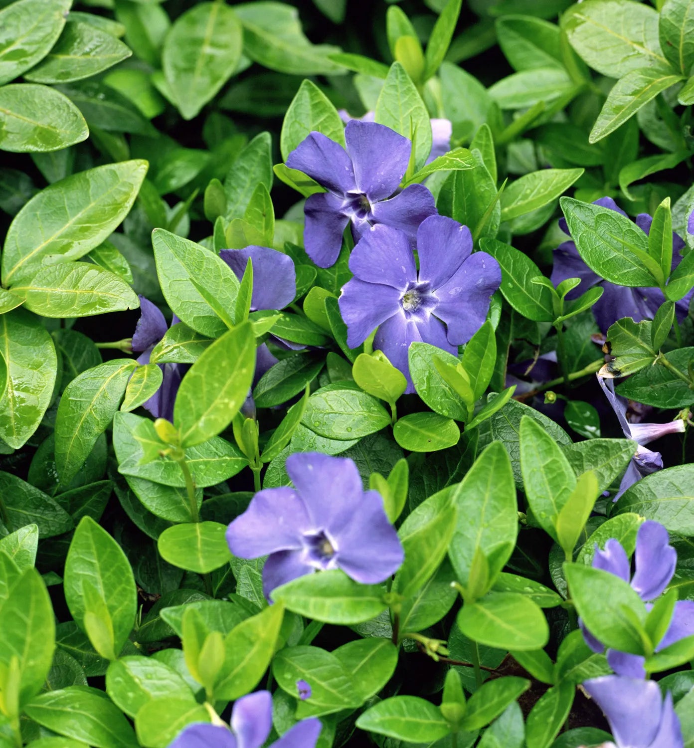 Vinca Minor Blue