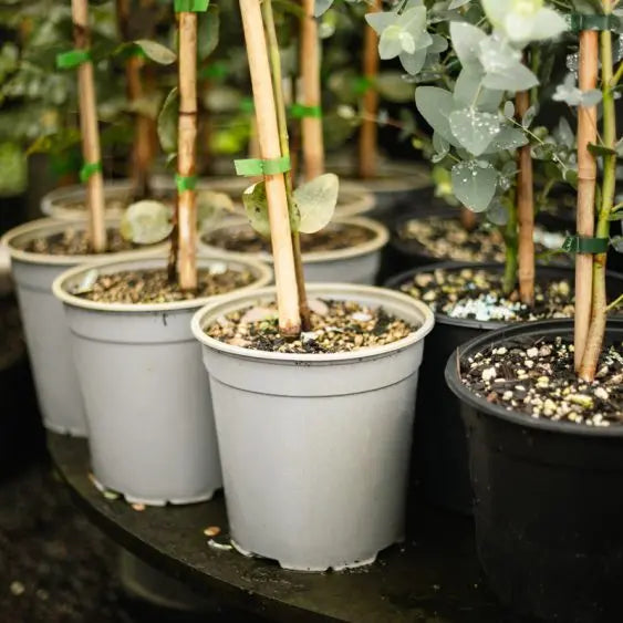 Bamboo Cane