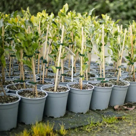 Bamboo Cane
