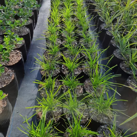 Heavy Duty Grade Weedmat - 100gsm
