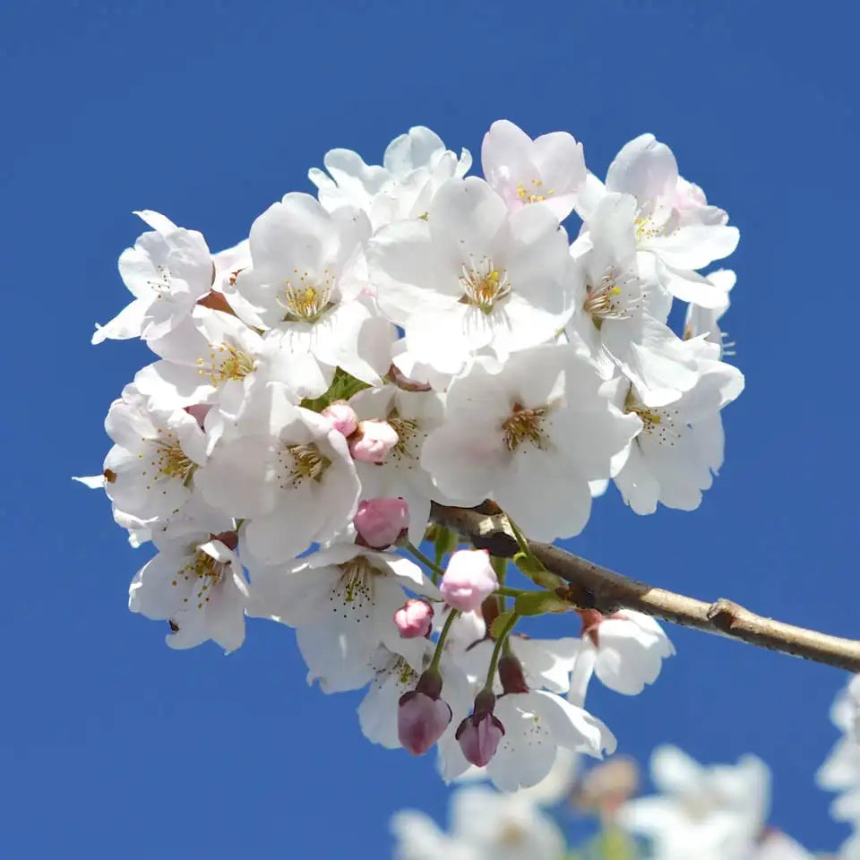 Prunus Yedoensis ‘Yoshino’ - Yoshino Cherry