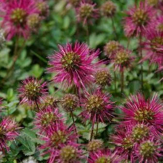 Acaena novae-zelandiae