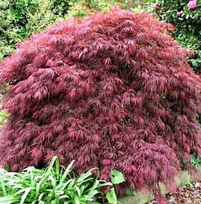 Acer Palmatum Stella Rossa