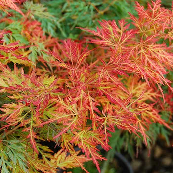 Acer Palmatum Orangeola