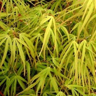 Acer Palmatum Scolopendrifolium