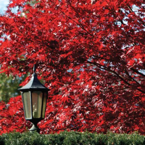 Acer Red Emperor - Red Japanese Maple