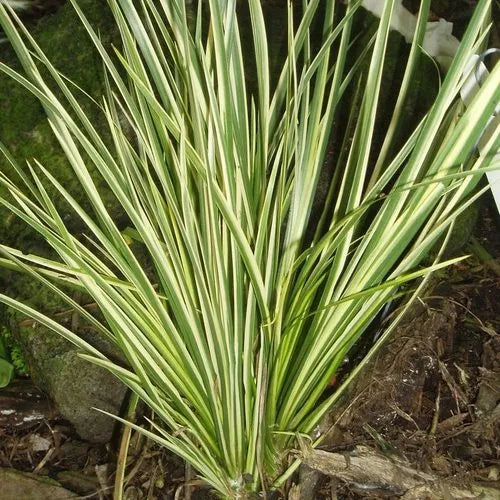 Acorus Variegata