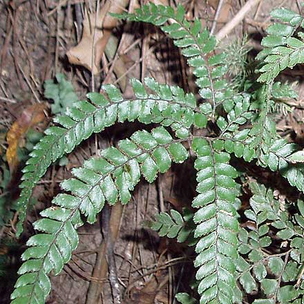 Adiantum hispidulum