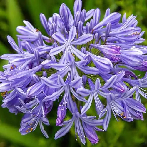 Agapanthus ‘Peter Pan’ - Lily Of The Nile