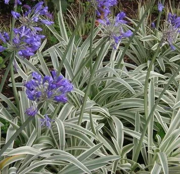 Agapanthus ‘Tinkerbell’ - Lily Of The Nile