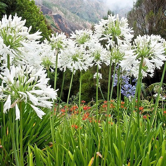 Agapanthus ‘White Ice’ - Lily Of The Nile