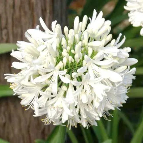 Agapanthus ‘Snowball’ - White Agapanthus