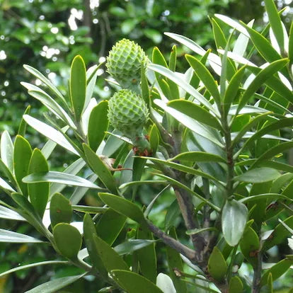 Agathis Australis - New Zealand Kauri