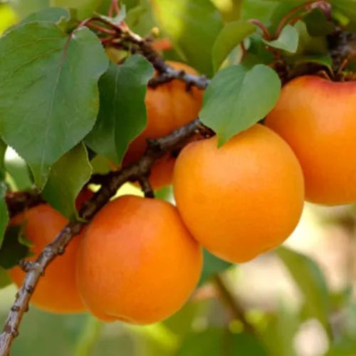 Apricot ‘Cluthagold’ - Fruiting Apricot