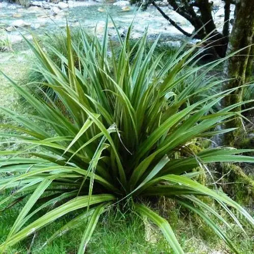 Astelia Fragrans - Kakaha / Bush Flax