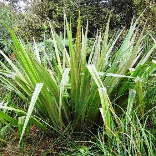 Astelia Grandis - Kakaha