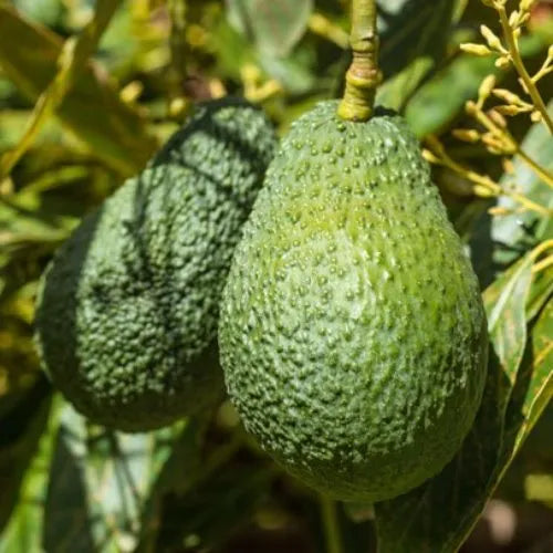 Avocado Hass - Fruiting Avocado