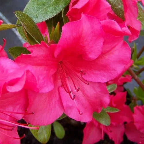 Azalea Vuyks Scarlett