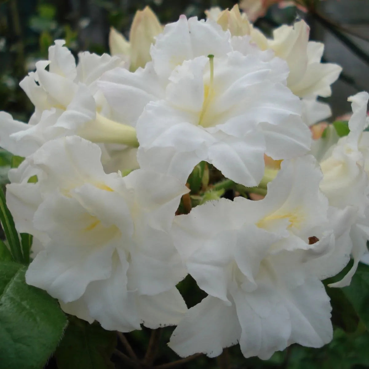 Azalea Mrs Kint White