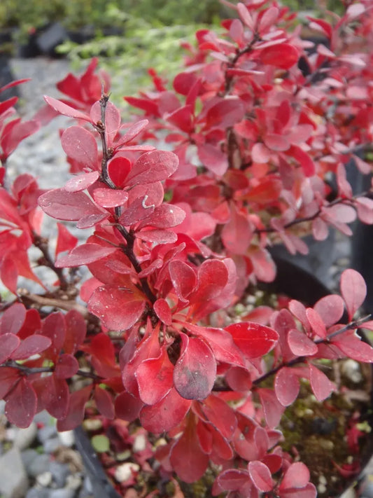 Berberis Little Favourite - Miniature Barberry