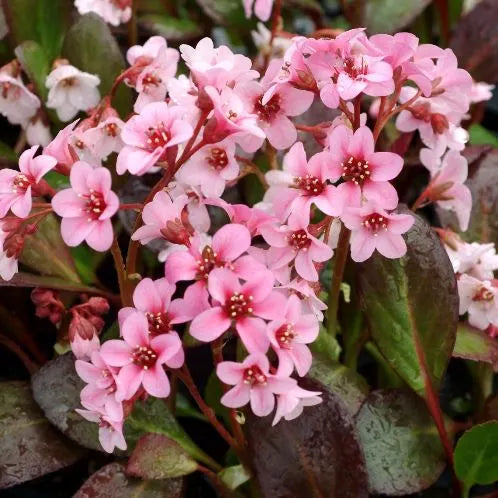 Bergenia ‘Cordifolia Pink’