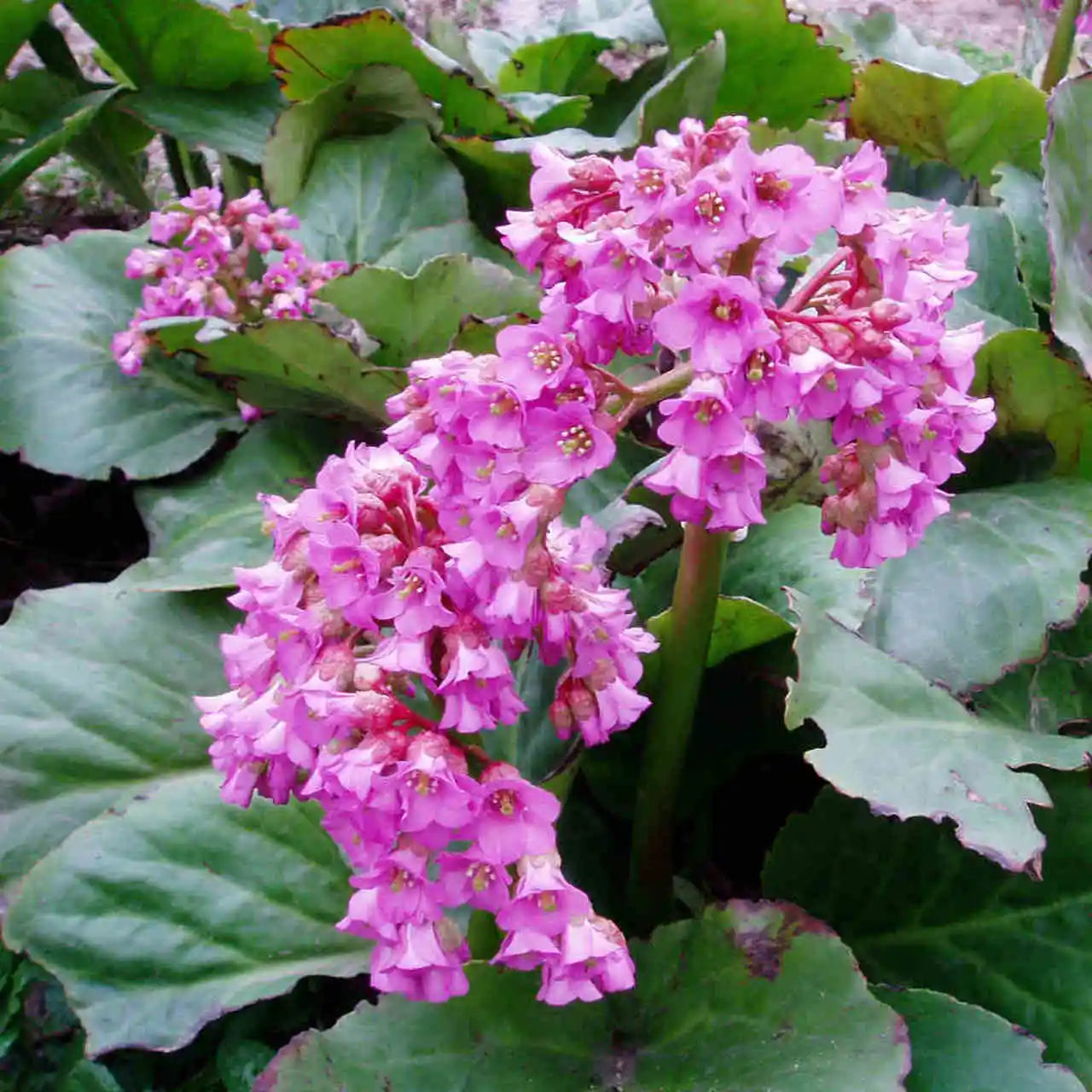 Bergenia ‘Rotblum Red’