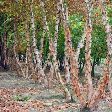 Betula ‘Nigra’ - River Birch