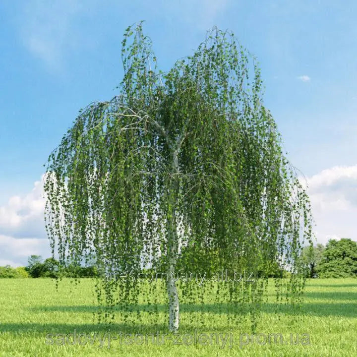 Betula ‘Pendula F. Tristis’ - Silver Birch