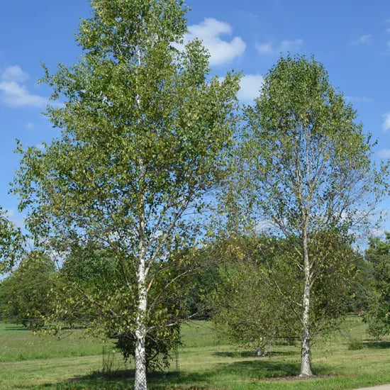 Betula Platyphylla - Silver Birch