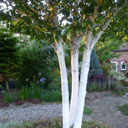 Betula ‘Jaquemontii’ - Silver Birch