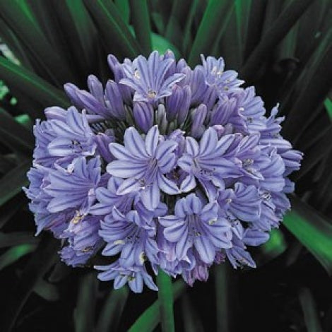 Agapanthus ‘Blue Finn’ - Lily Of The Nile
