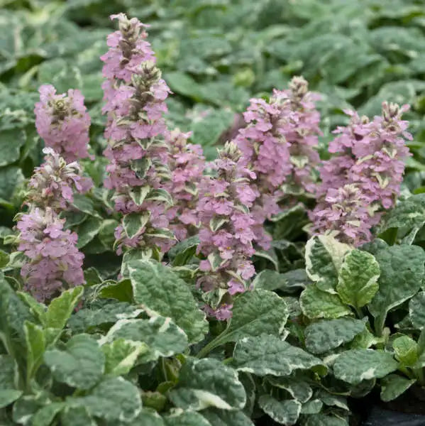 Ajuga ‘Pink Spike’ - Bugleweed