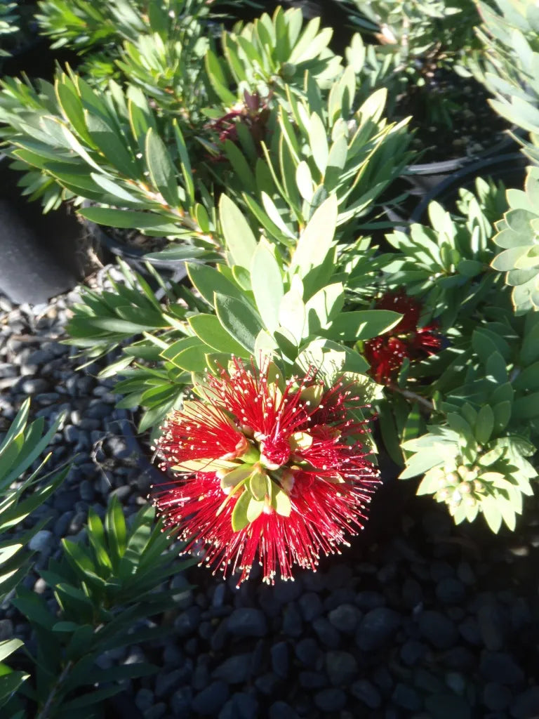 Callistemon ‘Little John’ - Bottlebrush
