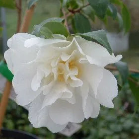 Camellia ‘Paradise Little Liane’