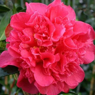 Camellia ‘Anticipation’ - Camellia