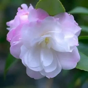 Camellia ‘Cinnamon Cindy’ - Camellia