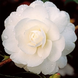 Camellia ‘Early Pearly’ - Camellia