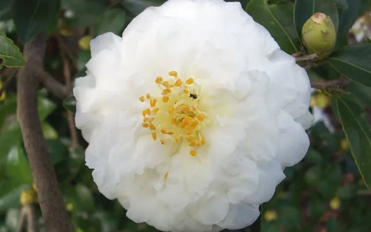Camellia ‘Mine-no-Yuki’